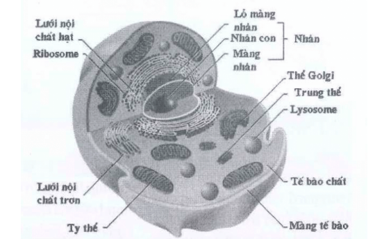 Cau tao te bao 1